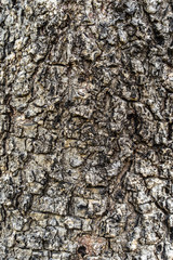  tree ,timber ,wood texture