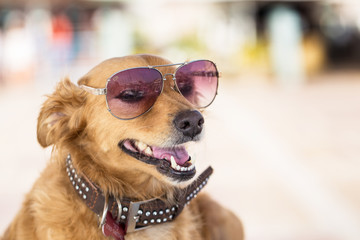 Dog with sun glasses portrait.