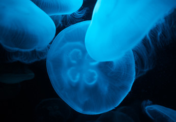 Naklejka premium Closeup of a cluster of glowing moon jellyfish or Aurelia aurita
