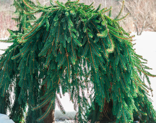 Arched weeping Norway spruce, picea abies pendula, in winter, with selective color