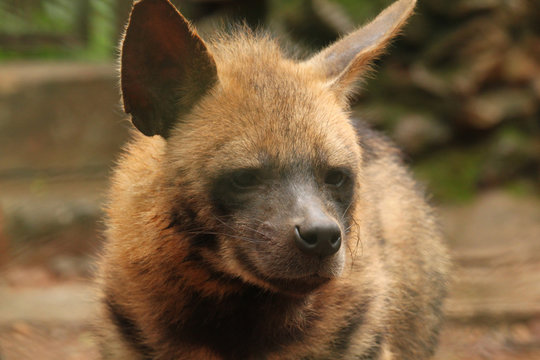 Closeup picture of majestic hyna , captured this image at shimoga