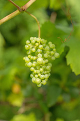 Weintrauben im Garten