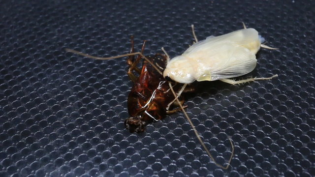 Cockroaches moult 