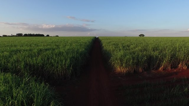 Aerial video of sugar cane planting in Brazil - canavial