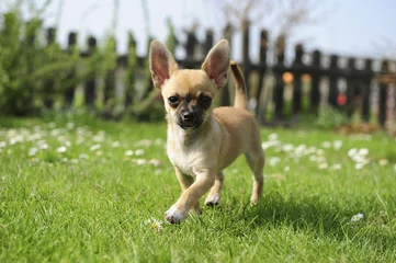 Fotobehang Chihuahua - Welpe - Laufen im Garten © schulzie