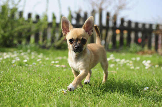 Chihuahua - Welpe - Laufen im Garten