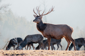 Naklejka na ściany i meble Red Deer Stag and Herd 