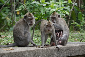Naklejka na ściany i meble monkey family
