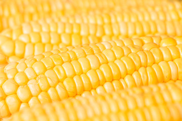 Fresh sweet corn on wooden background