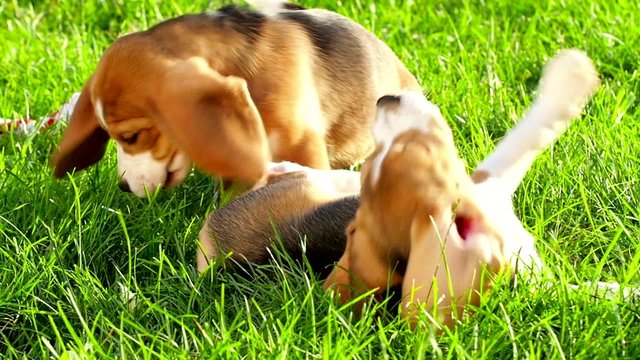Profile of beagle dog. Slow motion 