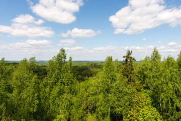 Endless forests in sunny day