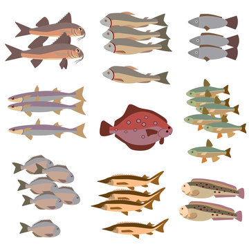 set of different fish flat style