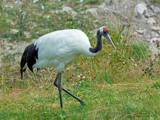 Red-crowned crane (Grus japonensis)
