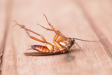 Dead Cockroach on wooden background.