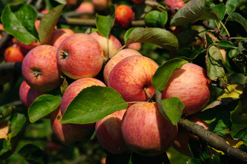 Red Apples on the Branch