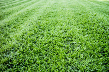 green grass background