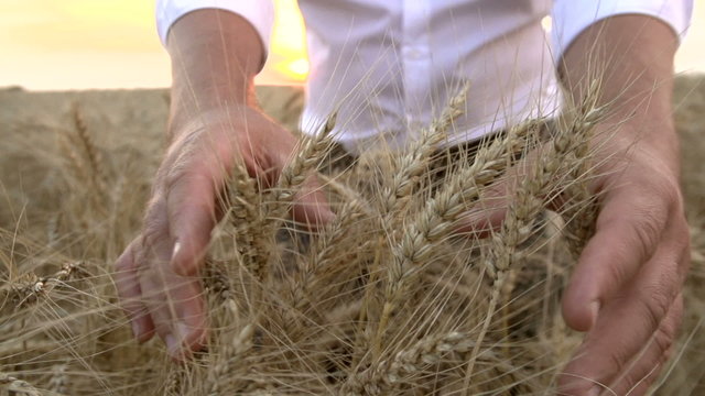 closeup of man is touching both hands to the ears of ripe wheat