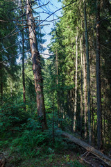 summer landscape pine forest