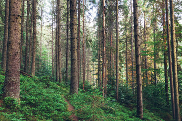 Fototapeta na wymiar summer landscape pine forest
