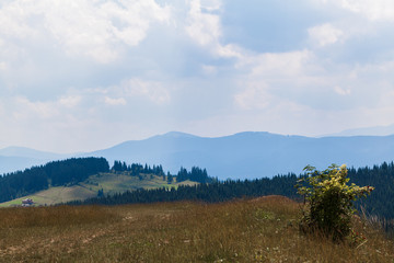 summer landscape in Carpathians