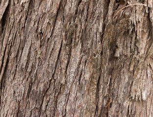 wood texture  background