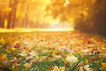 Deurstickers fallen autumn leaves on grass in sunny morning light © GCapture