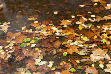 Obraz na płótnie Canvas Abstract background of autumn leaves