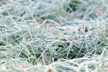 leaves in the grass with morning frost