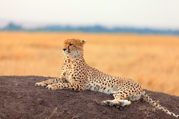 Fototapeta na wymiar Male cheetah in Masai Mara