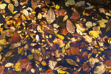 Abstract background of autumn leaves