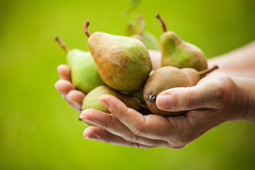 Female farmer holding pears