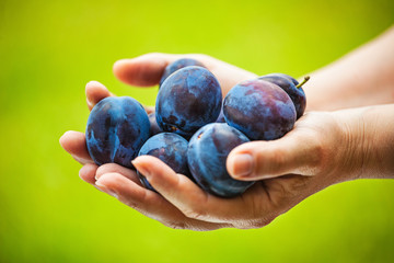 Female farmer holding plums