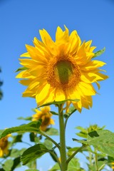 Obraz premium Sommer Blumen Grußkarte - Sonnenblume vor blauem Himmel