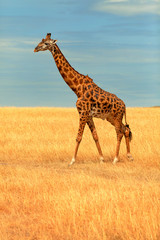 Giraffe in Masai Mara
