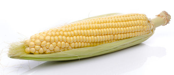 Fresh corn cob