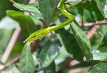 Close-Up Green Viper