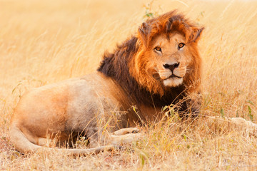 Male lion in Masai Mara