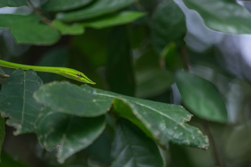 Close-Up Green Viper