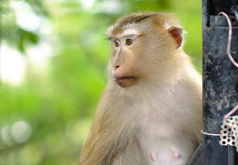 Cute Monkey 're looking at something