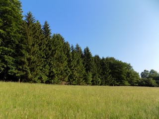 Meadow, forest and sky