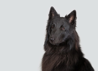 Belgischer Schäferhund Hund