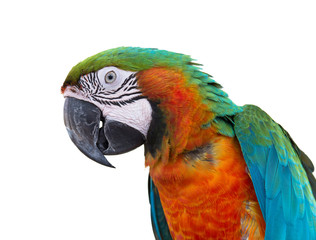 Scarlet macaws (Ara macao) on white background