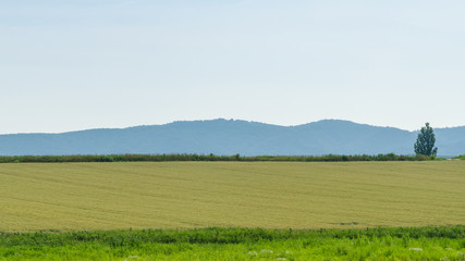 Countryside of biei in summer at hokkaido japan