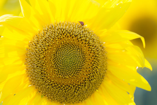 blossoming big sunflower close up