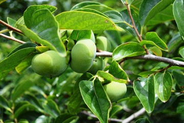 青い庄内柿／山形県の庄内地方で、種がなく美味しいことで有名な庄内柿の風景を撮影した写真です。柿の木に実り始めたまだ青い柿の実です。