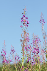 willow-herb