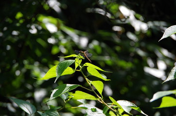 葉にとまる赤とんぼ