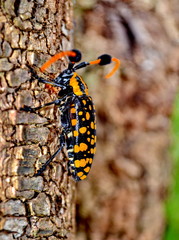 four-banded longhorn beetle, leptura quadrifasciata  