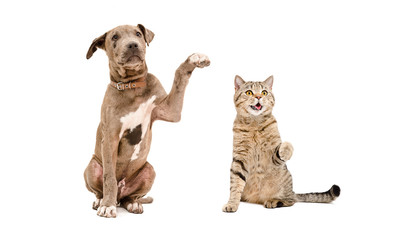 Funny puppy pit bull and  cat Scottish Straight