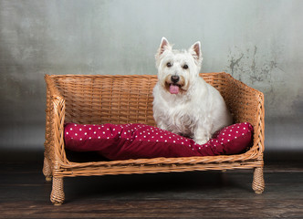 west highland terrier